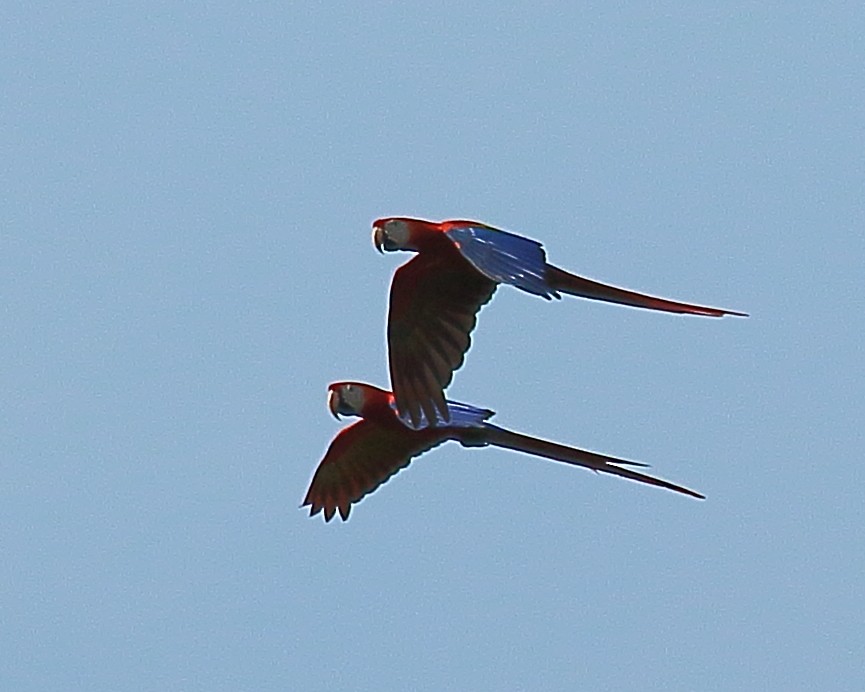 Scarlet Macaw - ML429190401
