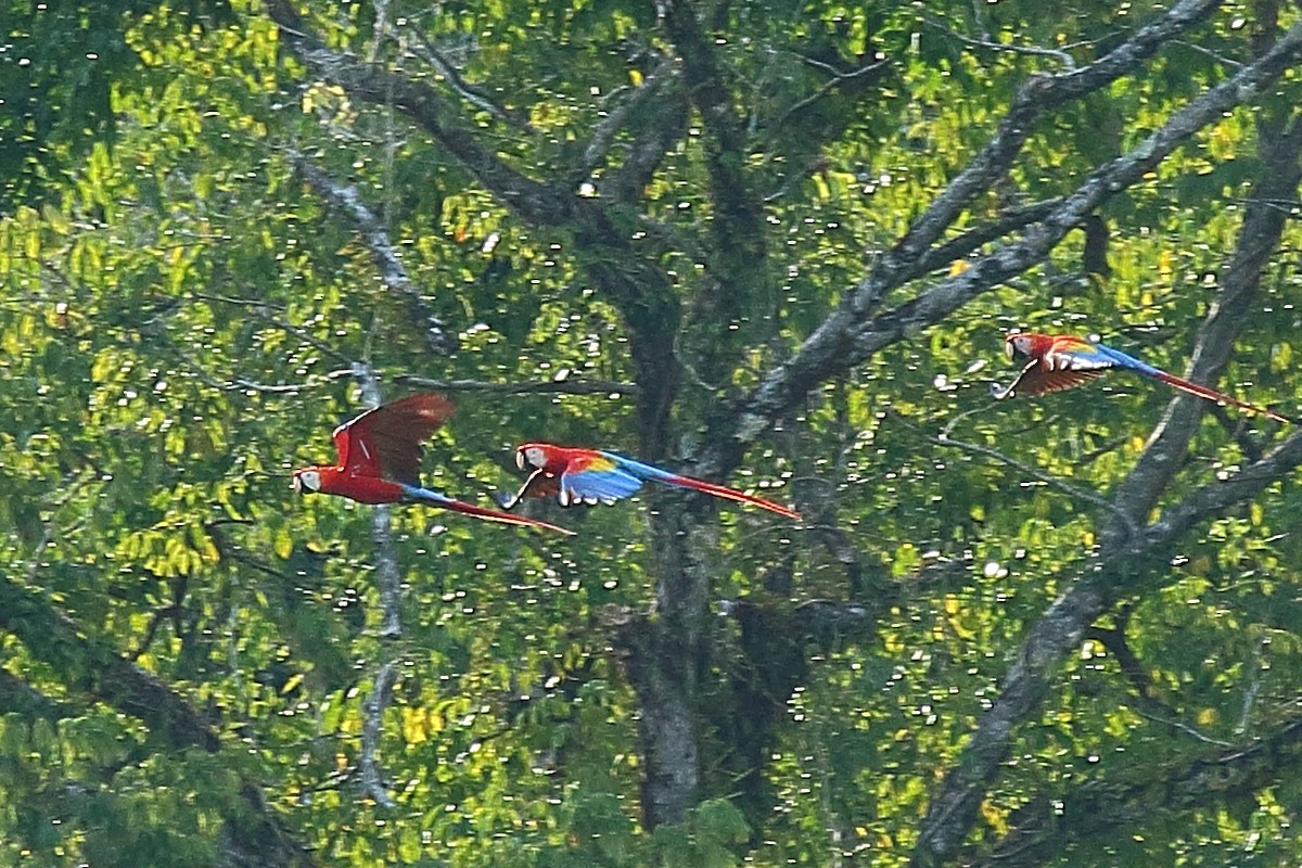 Scarlet Macaw - ML429190421
