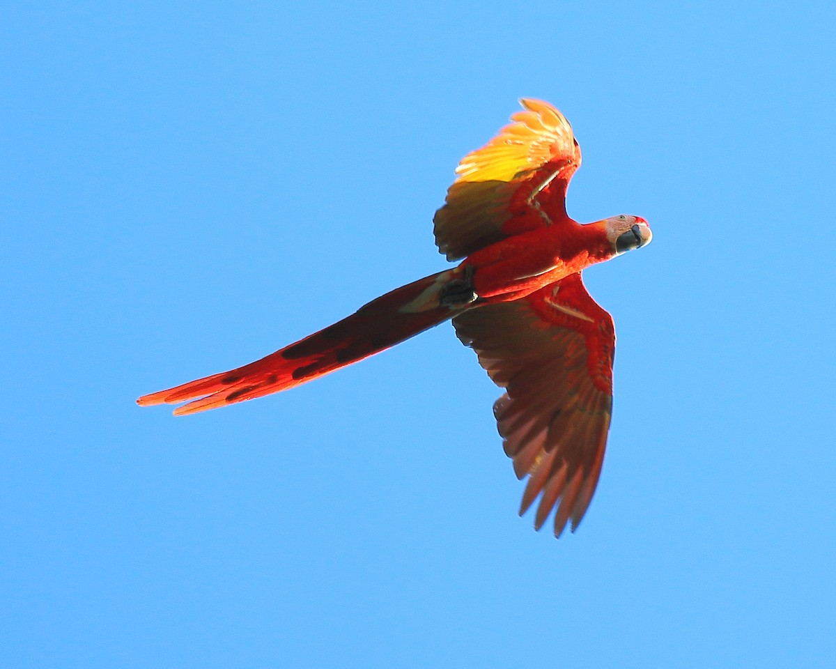 Scarlet Macaw - ML429190481