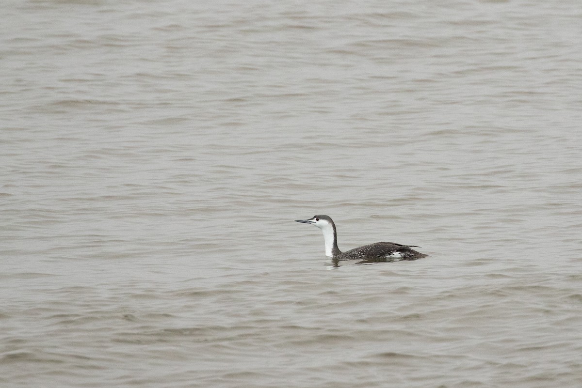 Red-throated Loon - ML429191591