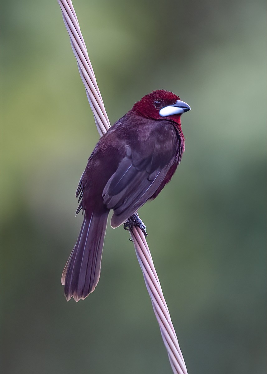 Silver-beaked Tanager - ML429191941