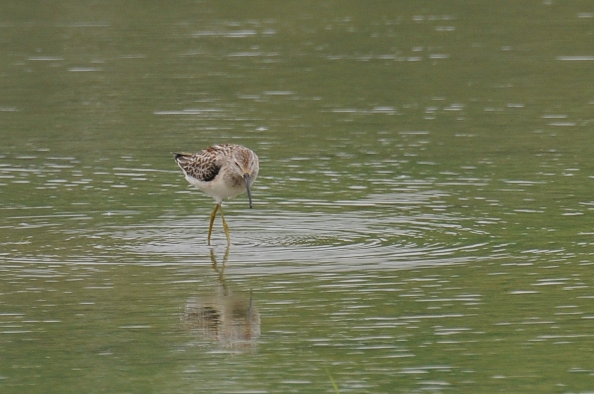 Stilt Sandpiper - ML429192351