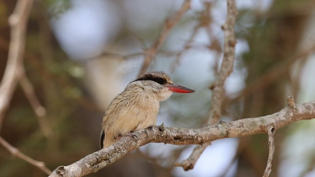 Striped Kingfisher - ML429192781