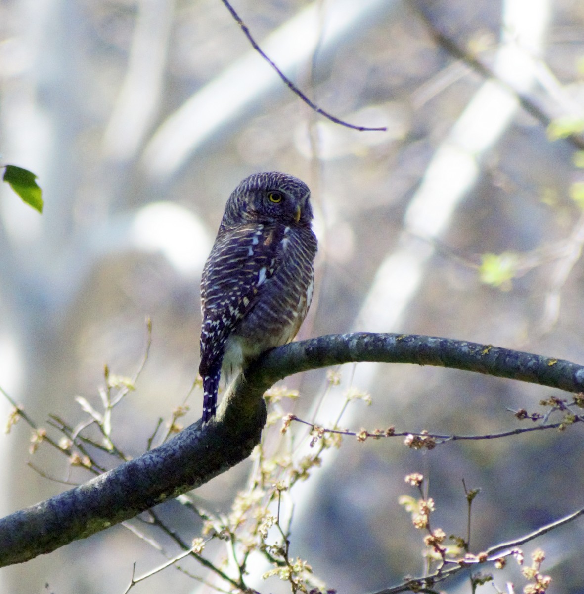 Collared Owlet - Mohammad Arif khan