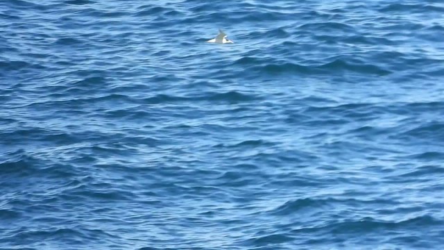 Great Crested Tern - ML429192991