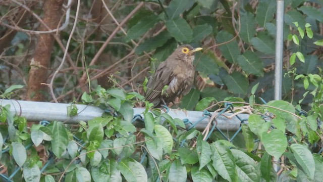 Spectacled Thrush - ML429194981