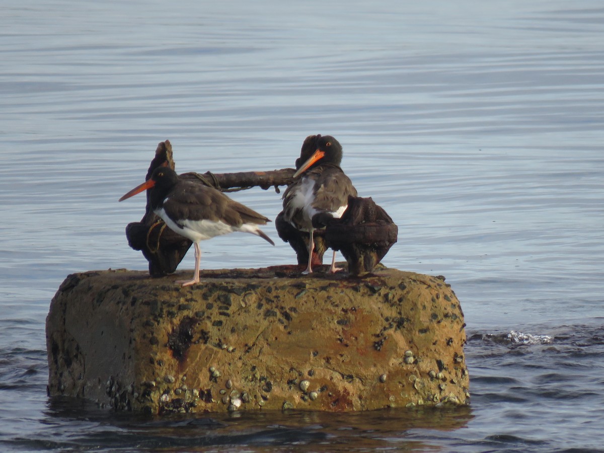 American Oystercatcher - ML429195431