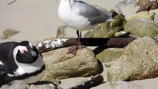 Hartlaub's Gull - ML429195441