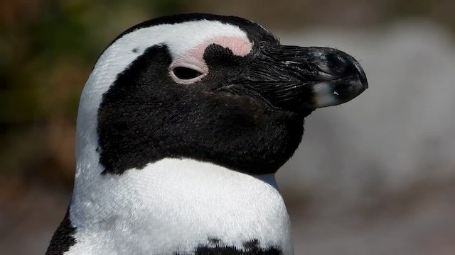 Pingüino de El Cabo - ML429195631
