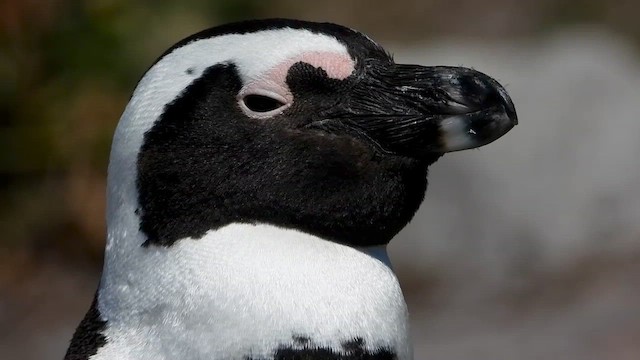 African Penguin - ML429195631