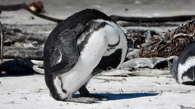 Pingüino de El Cabo - ML429195691