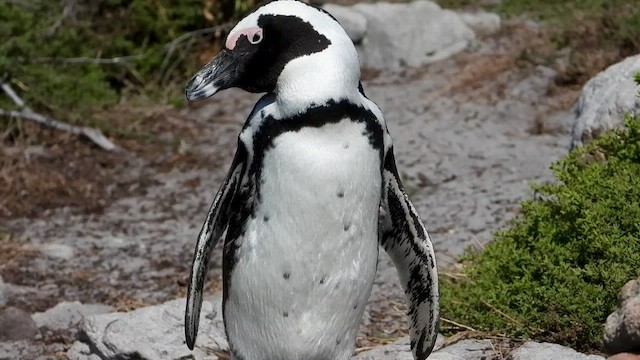 Очковый пингвин - ML429195741