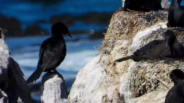 Crowned Cormorant - ML429195851