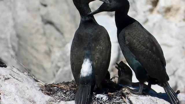 Bank Cormorant - ML429196011