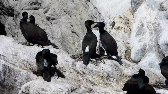 Cormorán de Bajío - ML429196131