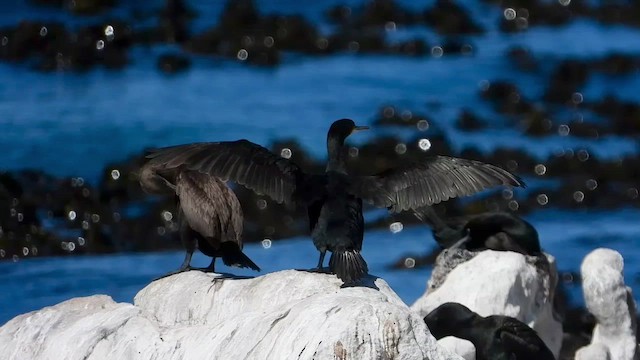 Bank Cormorant - ML429196151