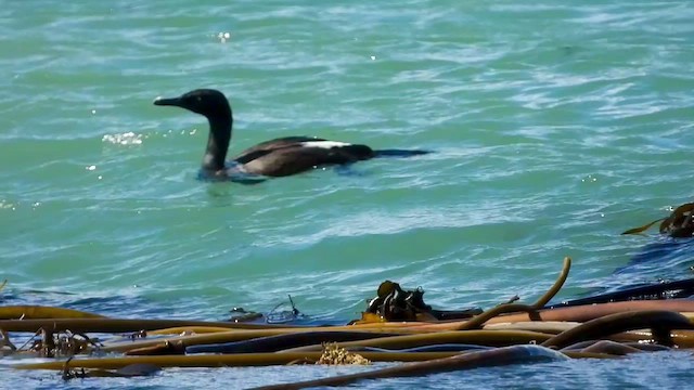 Bank Cormorant - ML429196201