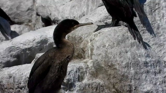 Cormorán de El Cabo - ML429196431