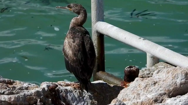 Cape Cormorant - ML429196441