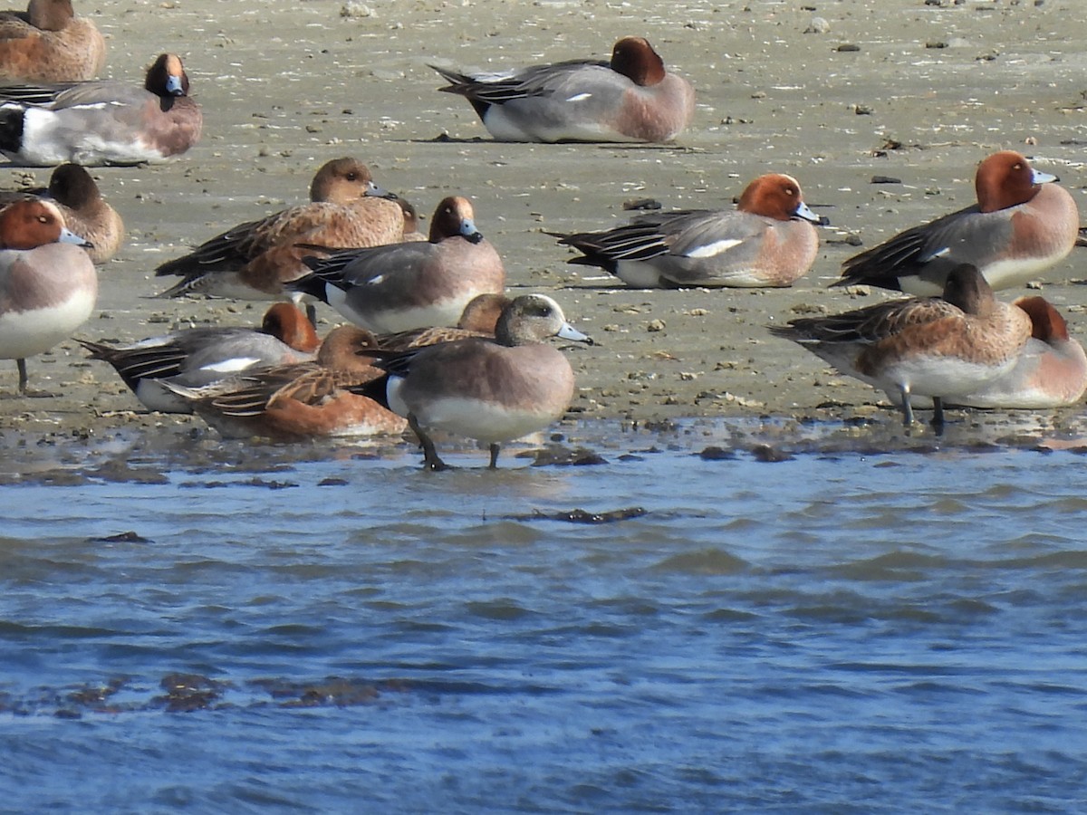 American Wigeon - Anonymous