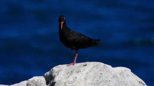 African Oystercatcher - ML429197051