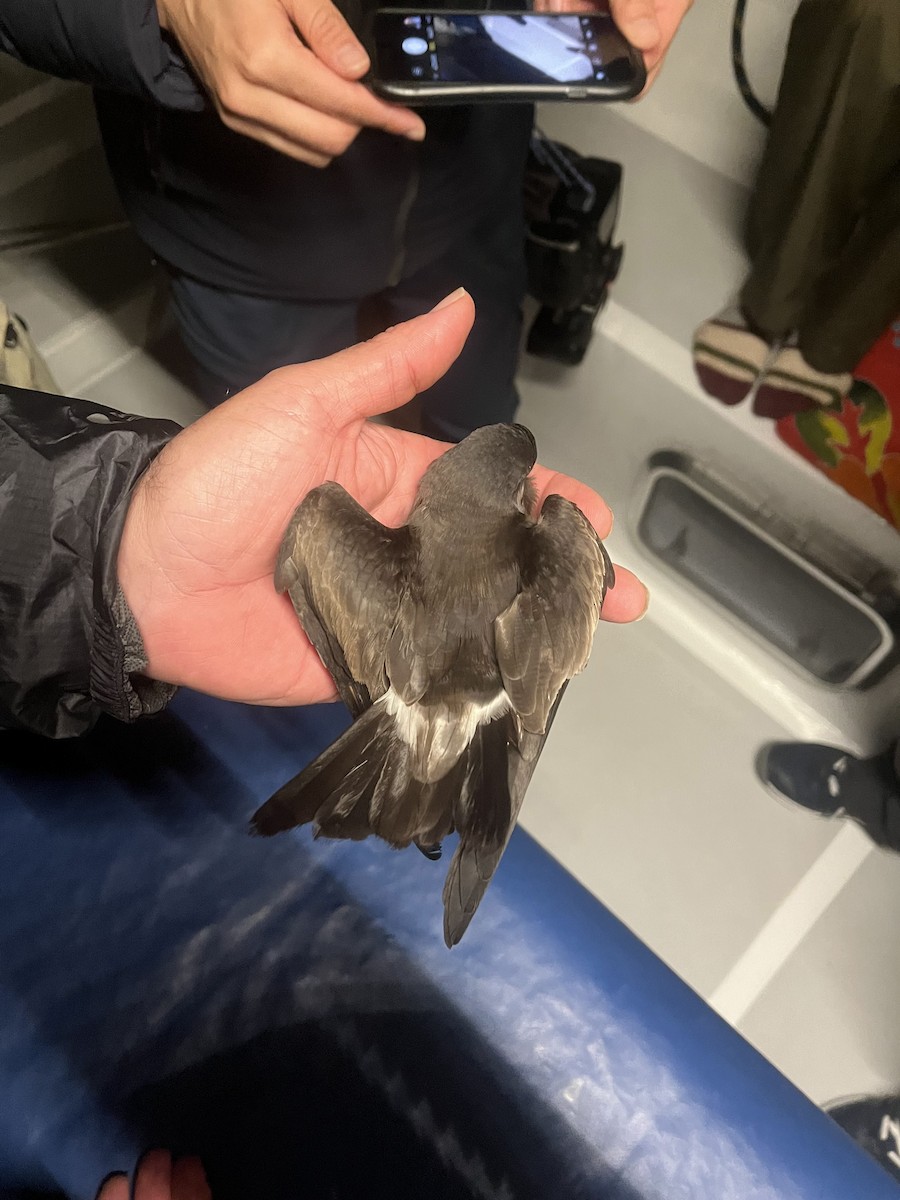 Ainley's Storm-Petrel - Yann Muzika