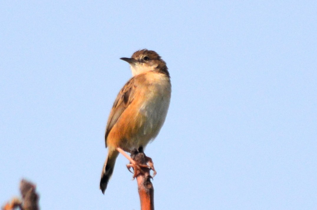 Zitting Cisticola - Jorge Leitão