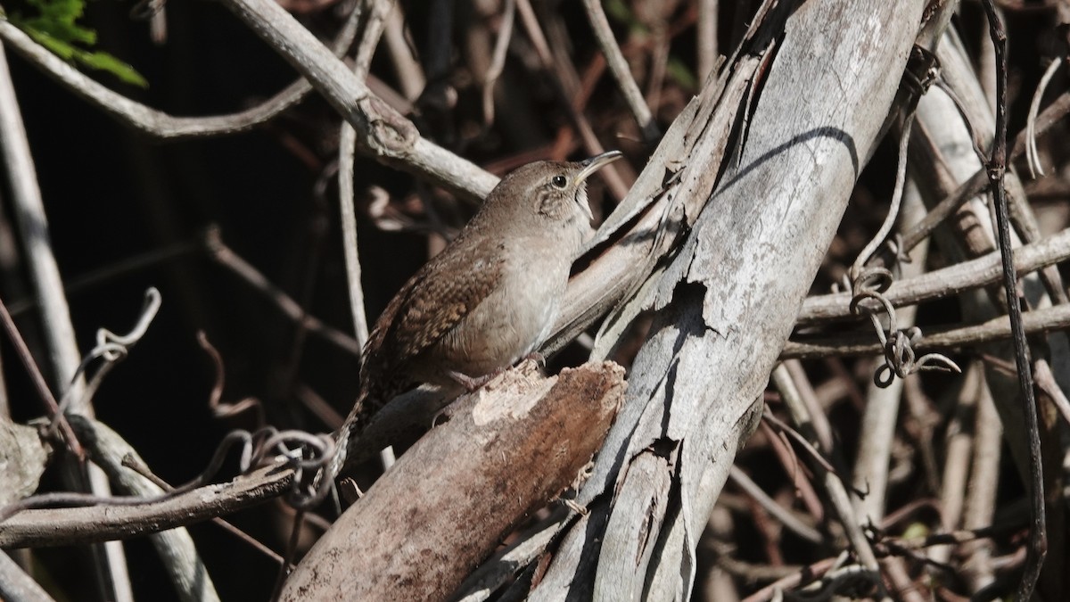 Northern House Wren - ML429199151