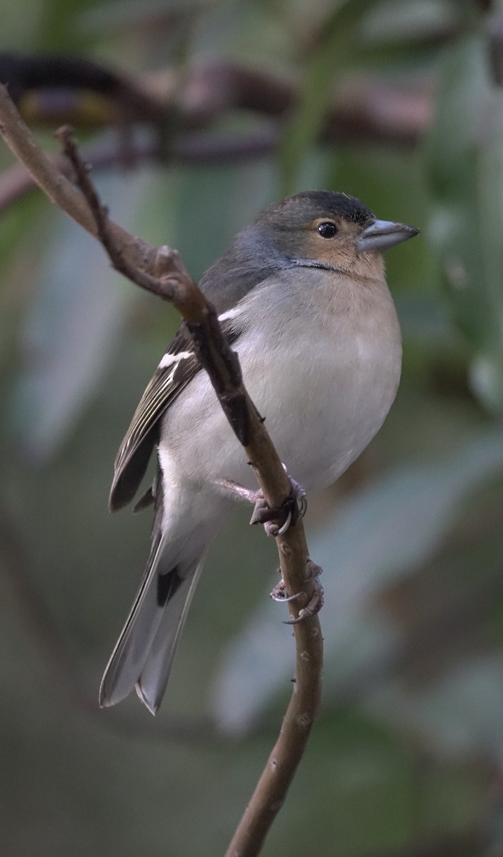 Canary Islands Chaffinch - ML429200391