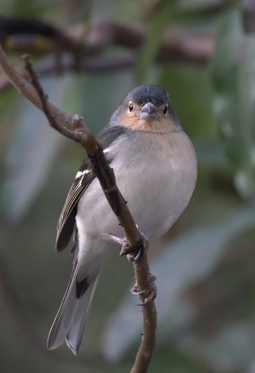 Canary Islands Chaffinch - ML429200401