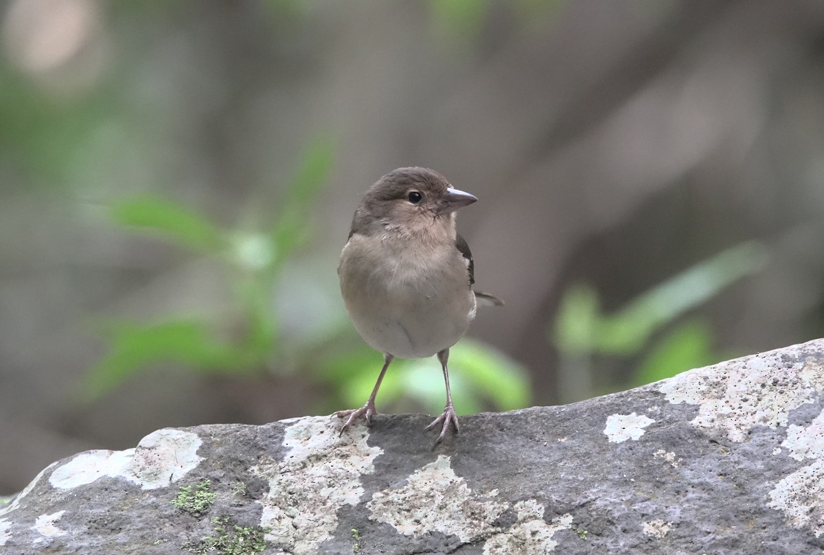 Canary Islands Chaffinch - ML429200431