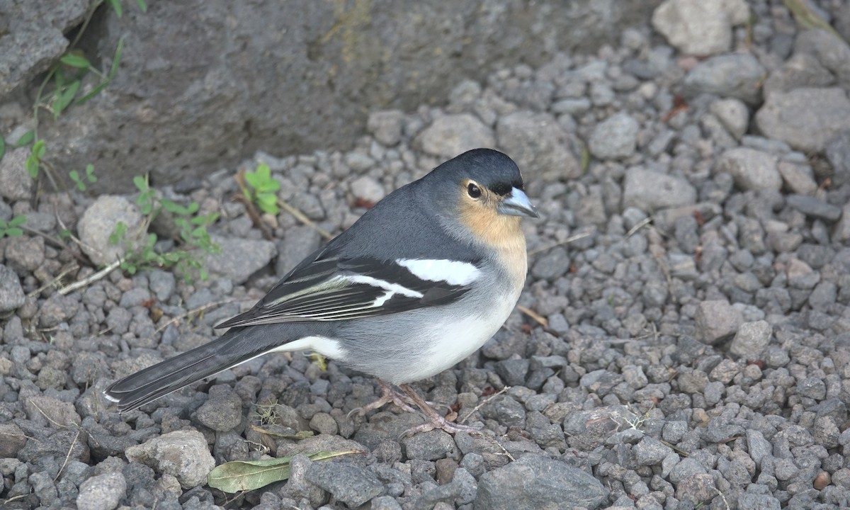 Canary Islands Chaffinch - ML429200521