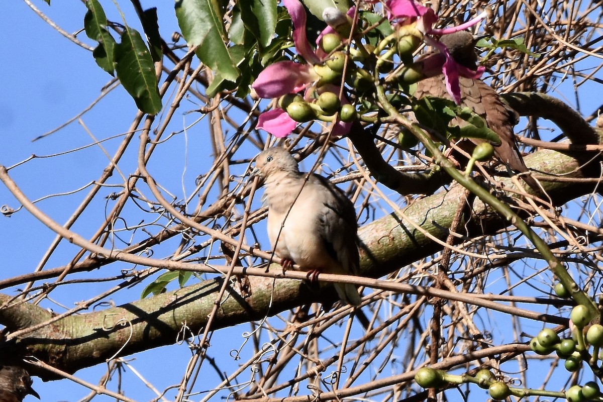 Picui Ground Dove - ML429200581