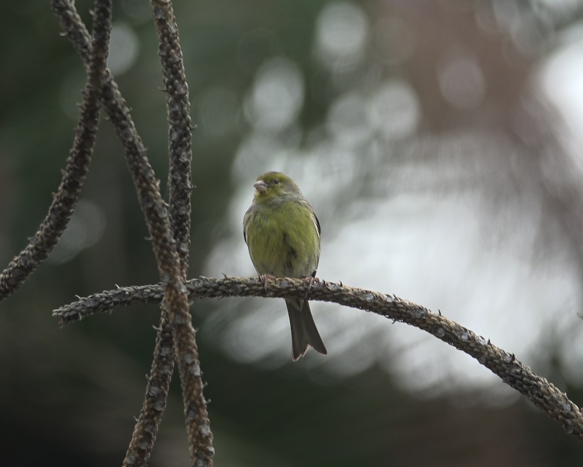 Serin des Canaries - ML429200801