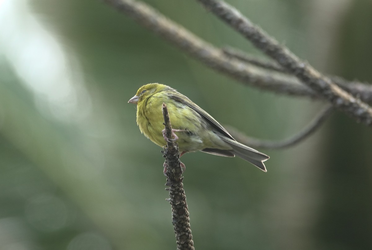 Island Canary - ML429200861