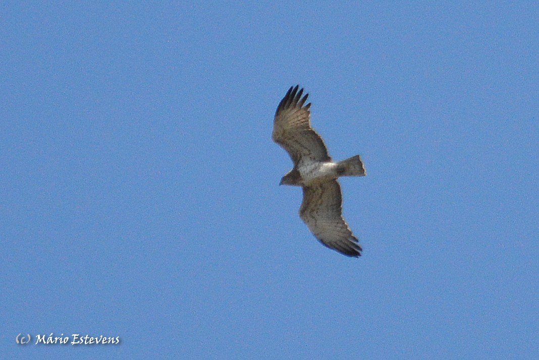 Short-toed Snake-Eagle - ML42920111