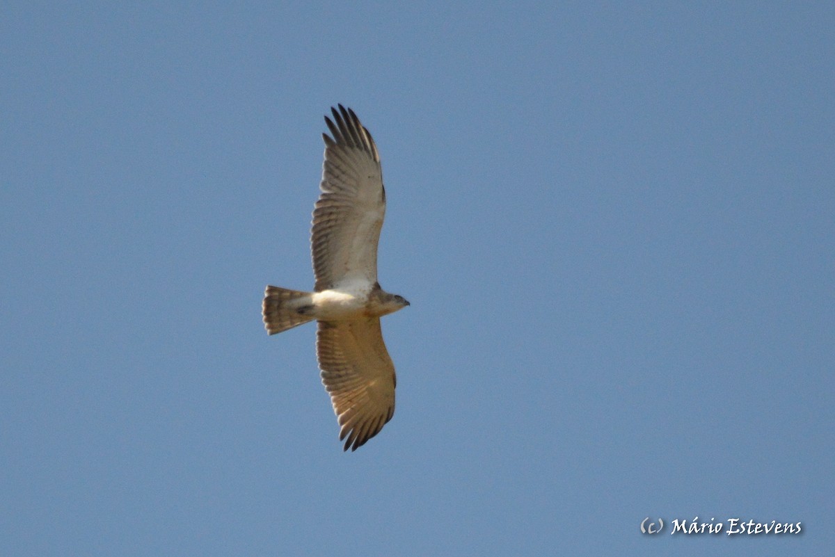 Short-toed Snake-Eagle - ML42920121