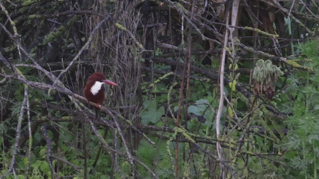 White-throated Kingfisher - ML429202211