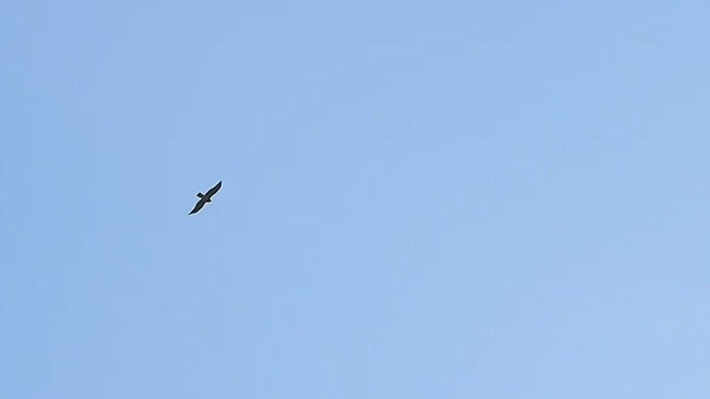 Booted Eagle - ML429202471