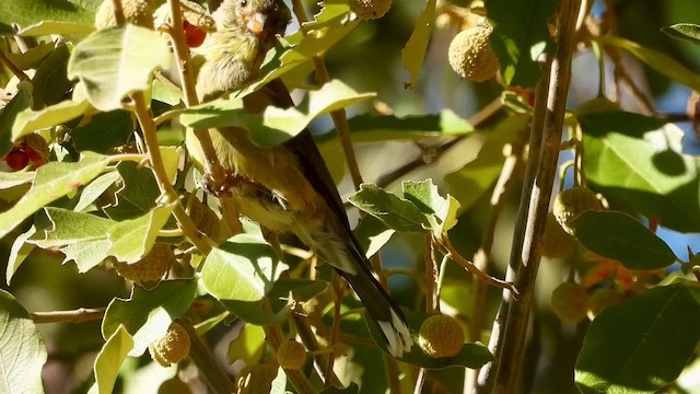Cape Siskin - ML429203051