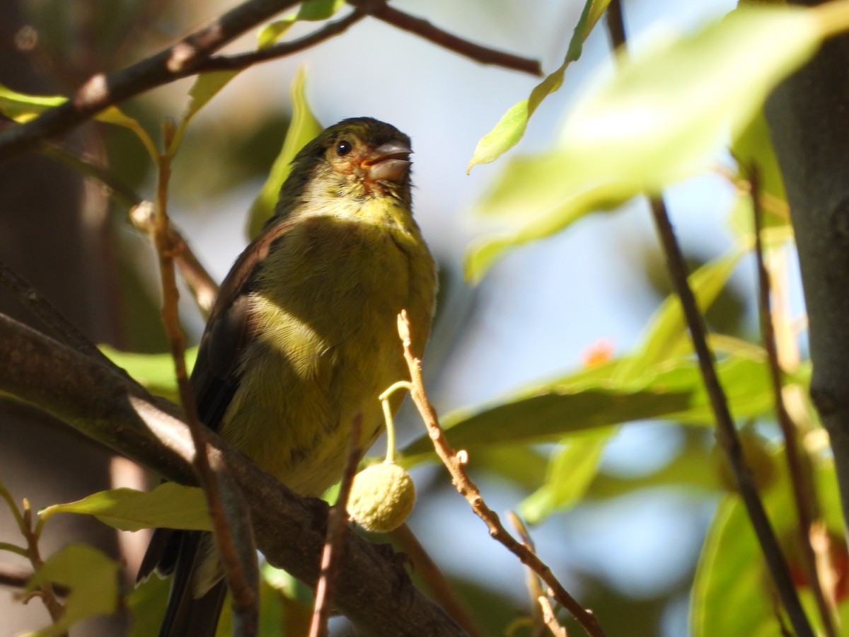 Cape Siskin - ML429203061