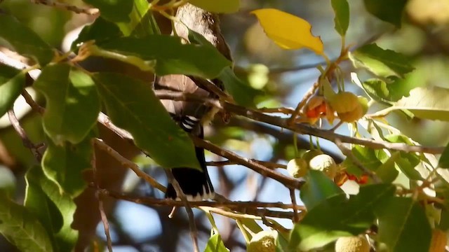 Cape Siskin - ML429203131