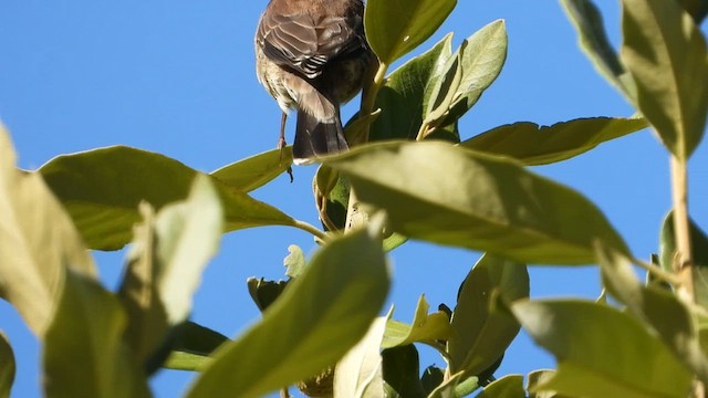 Cape Siskin - ML429204701
