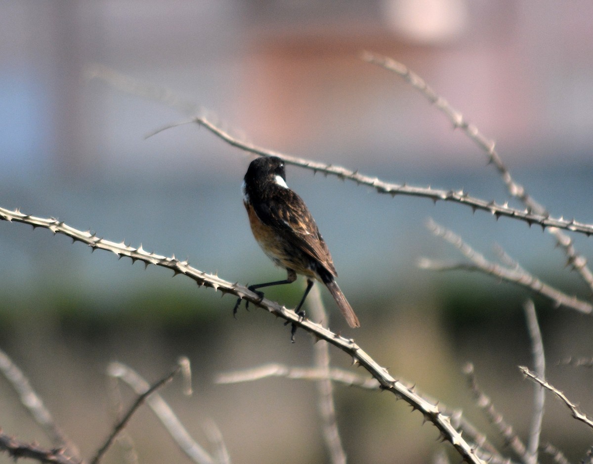 European Stonechat - Jorge Leitão