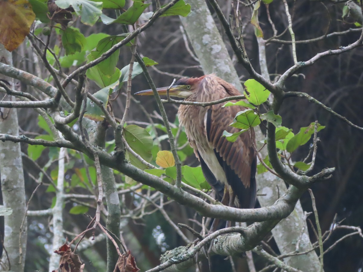 Purple Heron - ML429208031