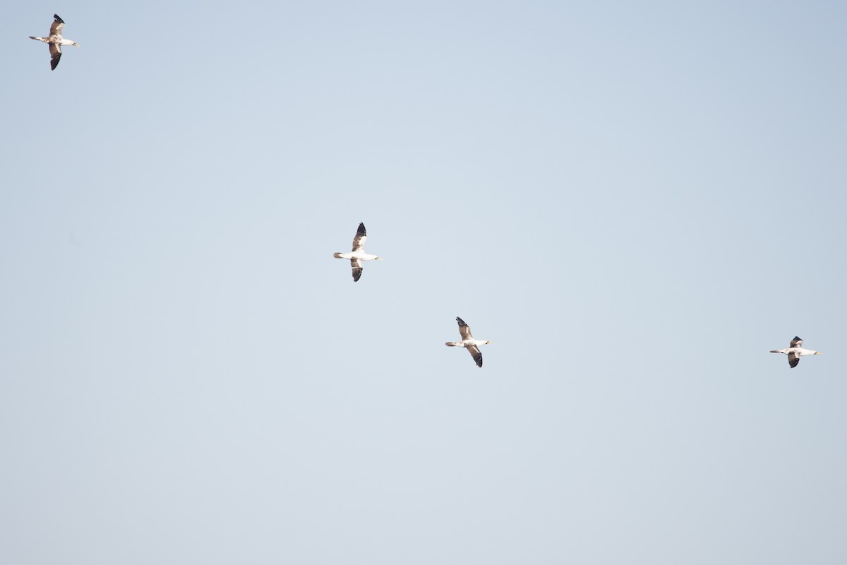 Masked Booby - ML429208591