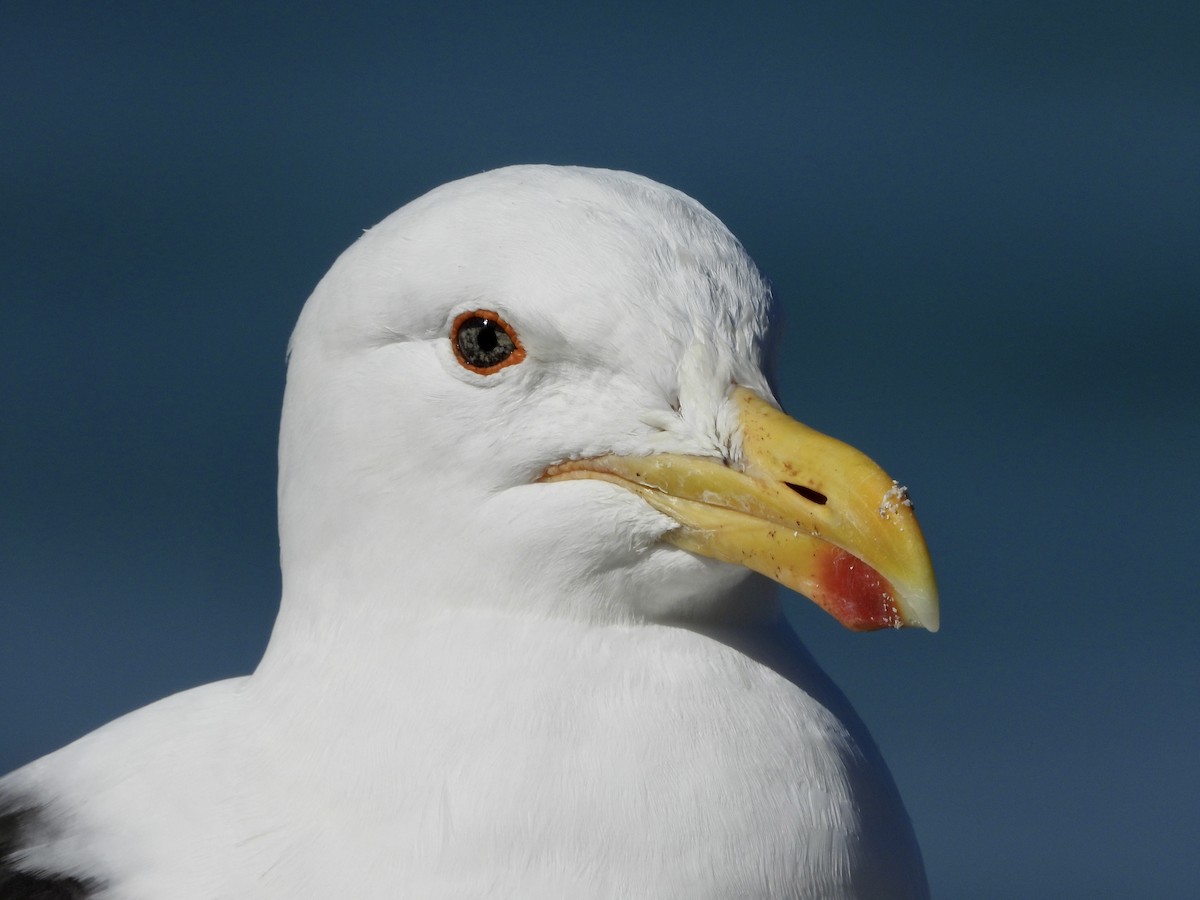 Kelp Gull (vetula) - ML429208891