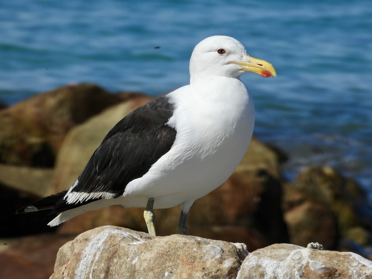 Kelp Gull (vetula) - GARY DOUGLAS