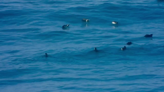 Pingüino de El Cabo - ML429209141