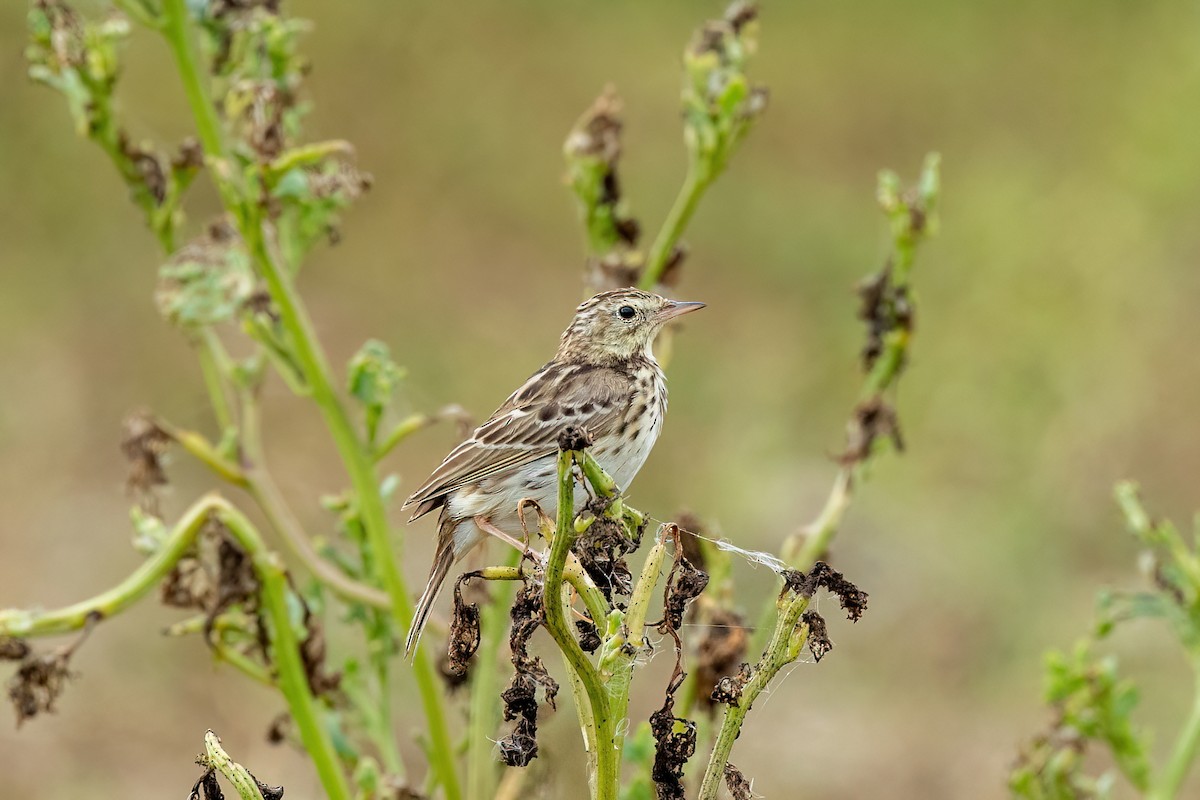 Peruvian Pipit - ML429209461